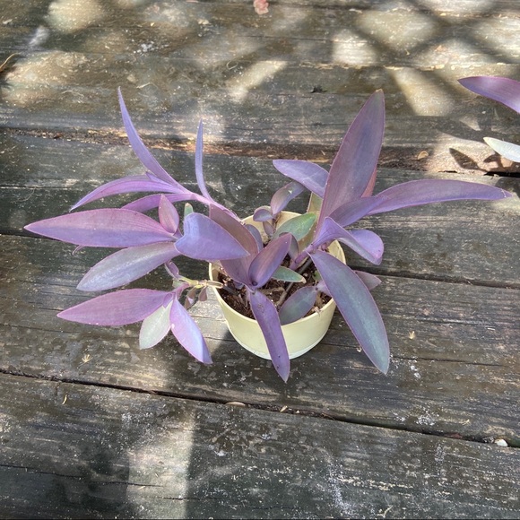 Other - 🌱Purple Heart Tradescantia Pallida Rooted Plant